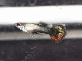 Tuxedo guppies