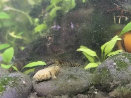 What type of shrimp