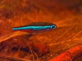 Rio Orinoco Biotope (H. Osteocarus, P. Simulans)