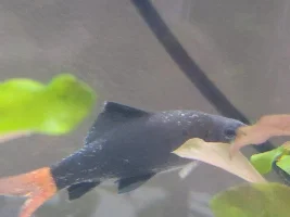 Red Tail Shark ok to put in 5 gal hospital tank??