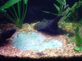 Eli's Planted Journal