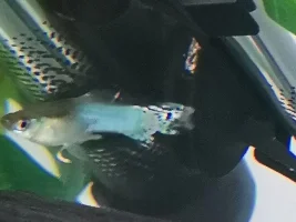 Does anyone know if this guppy has fin rot and bent spine?
