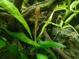 New whiptail+ 20 gallon stocking idea+ biggest amazon frogbit I have ever seen