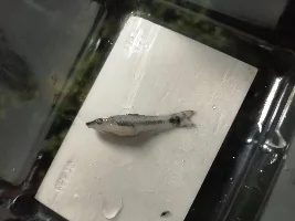 Otocinclus death