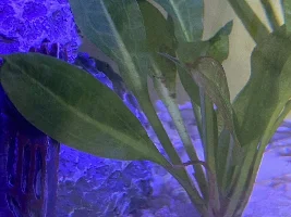 Brown on plants