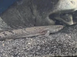 Bichir growing nice and big
