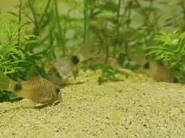 I can't tell which pathogen or problem is affecting these corydoras, and I don't know how to proceed. Any help or advice is appreciated
