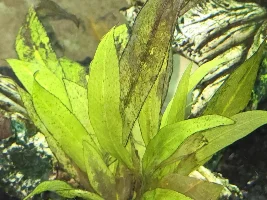 Sword plants doing poorly