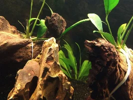 125 gallon South American community progress