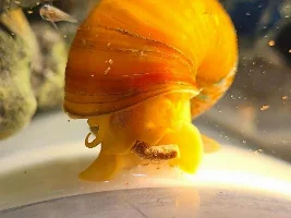 I Love Mystery Snails!!!