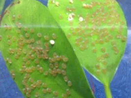 What Are The Eggs?