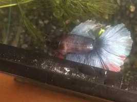 Need help with Sick Bettas (bent backs)