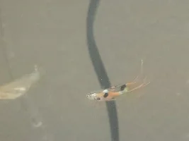 Id this fish