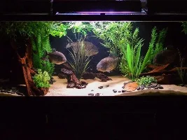 My Fish Journal.