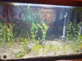 The life of a 20 gallon Quarantine Tank