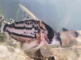 Which Corys Do You Have?