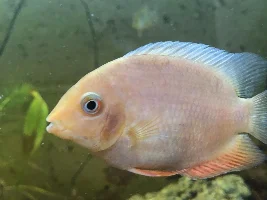 Show some love for your fish!