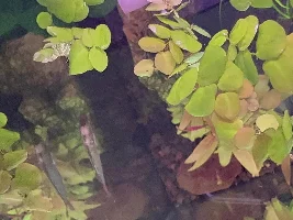 Rainbows with white marks on them