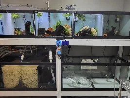 Rams eating eggs