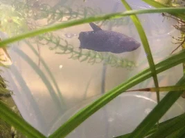To treat or not to treat (tank with latent infestation?)