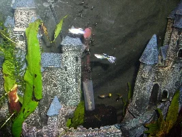 Marco the guppy