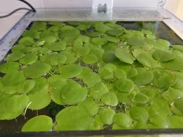 General Questions About Plants
