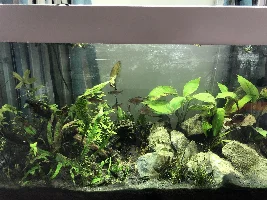 Serious Algae/Cyanobacteria Problem