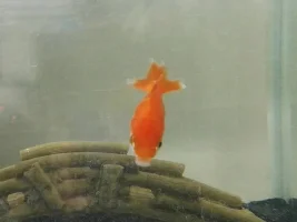 goldfish with no fins