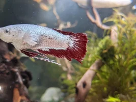 Betta Belly Swollen?