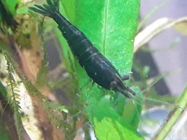 HELP. My new emerald jade have a worm? And another have odd backline?