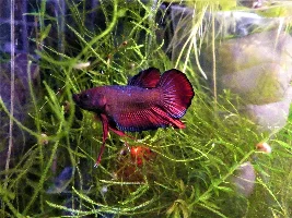 Betta transformation (Not Mine)