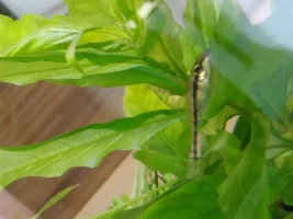 Help identifying fish