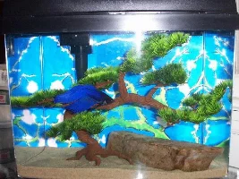 Moses the Blue Betta's Mansion