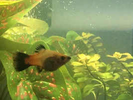 Don't know how pregnant my fish are!!!