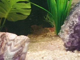 Corys are having nookie