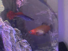 Is My Platy Pregnant Or Just Fat?