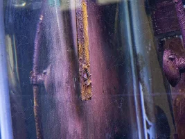 Help Identifying & Correcting Algae