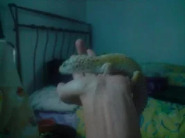 My Lep Gecko
