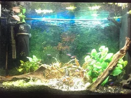 What Plants To Get?