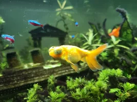 First tank - SOS Algae!