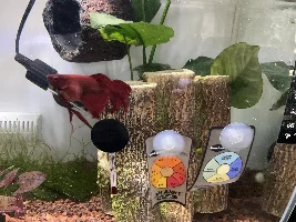 Lump underneath dropsy?