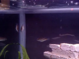 My Puffer!