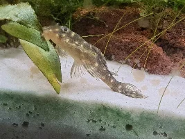 My First Attempt at a Planted Aquarium