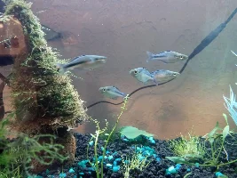 Turquoise rainbow fish sexing.