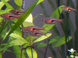 Harlequin rasbora behavior concern