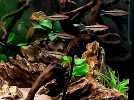 River stream 53g
