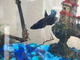 Happy New Betta Owner
