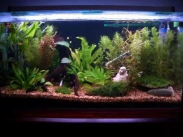 James Squires Planted 30 Gallon