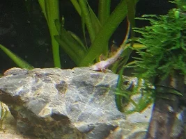 Help whiptai is not doing good!!
