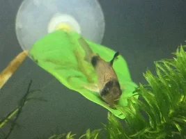 VOTE NOW....October 2019 Fish of the Month contest (catfish only)